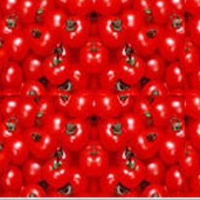 西红柿 西红柿