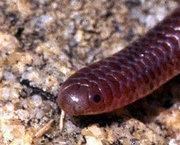 西部细盲蛇，Leptotyphlops humilis