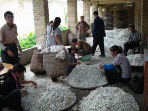 蒙江镇收购蚕茧