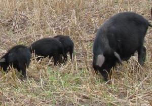 蕨麻猪 蕨麻猪