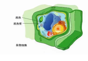 液泡(3)液泡是一种由生物膜包被的细胞器,在所有