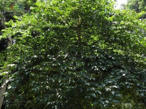幌伞枫 - 搜狗百科