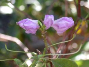 杜鹃是什么科的植物图片 300
