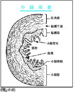 肠炎慎用