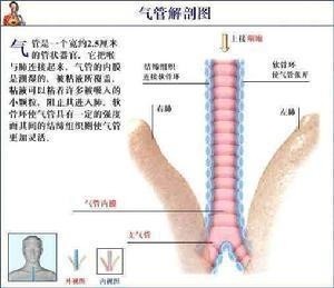 气管