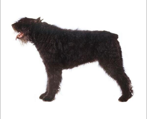 比利时牧牛犬 搜狗百科 比利时牧牛犬 搜狗百科