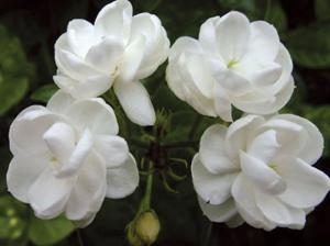 双瓣茉莉-花