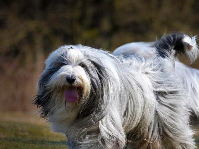 古代长须牧羊犬
