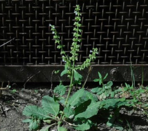 荔枝草