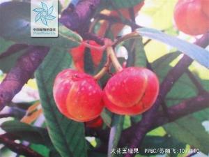 大花五桠果图册