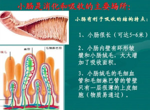 小肠绒毛