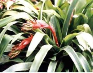 凤梨要放多久 300