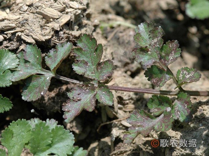 芫荽叶斑病