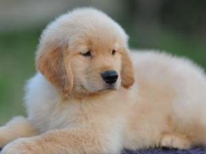 伴侣犬