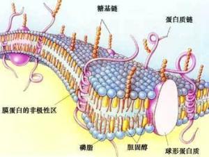 细胞质膜