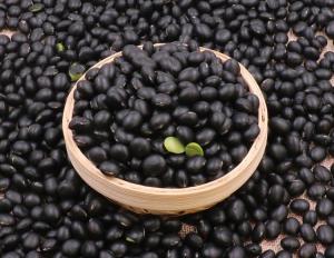 现在可以种黄豆和黑豆吗 300