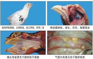 鸡传染性喉气管炎症状