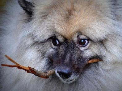 荷兰毛狮犬