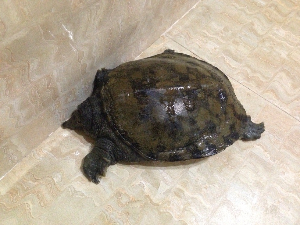 野生甲鱼