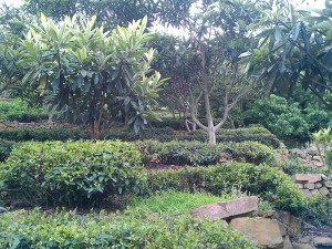 碧螺春茶树与枇杷树,桃树之类果树间种