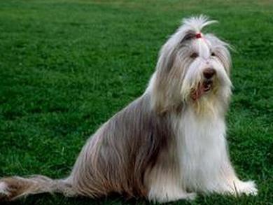 古代长须牧羊犬
