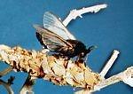 Thyridopteryx meadi，蓑蛾的一种。