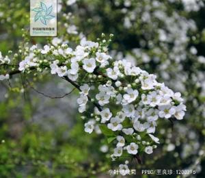 李叶绣线菊花果