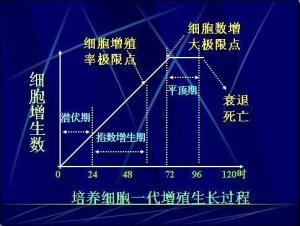 细胞增殖