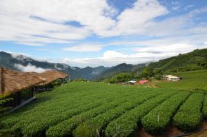 优游吧斯阿里山邹族文化部落的茶园