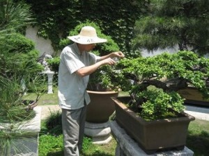 盆景园