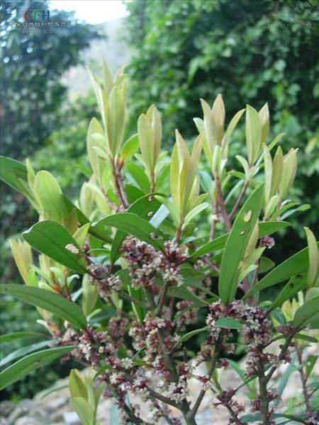 密花树属 搜狗百科 密花树属 搜狗百科