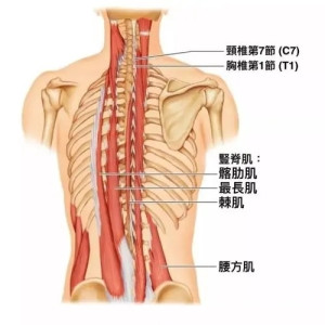 竖脊肌ct解剖图图片