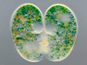 纤毛虫（Nassula ornata）与藻类的共生现象