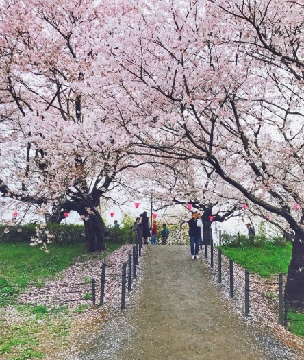 东京樱花