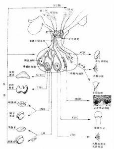 达那唑