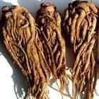 岷州当归 岷州当归