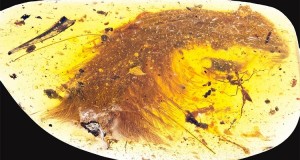 小行星撞击地球