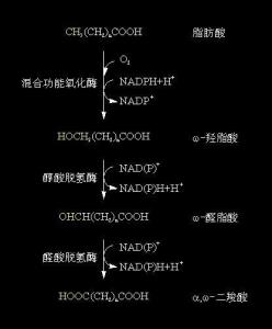 脂肪酸的w-氧化反应过程示意图 脂肪酸的w-氧化反应过程示意图