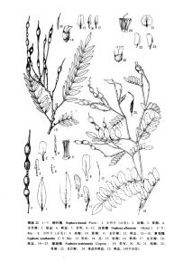 黄花槐
