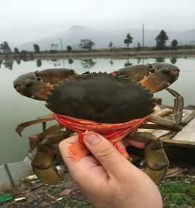 三门青蟹