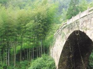 鄂西玉山竹