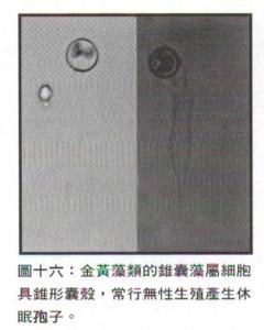 团藻目各种藻类特征