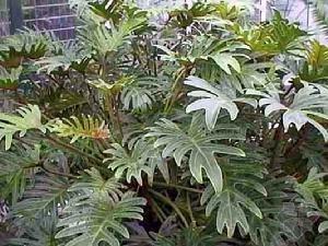 裂叶喜林芋