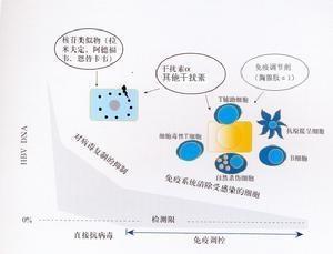 肝星状细胞的调控