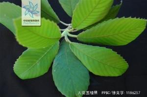 大花五桠果图册