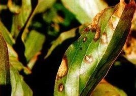 芍药叶霉病