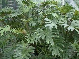 裂叶喜林芋