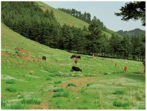 黄羊川石门峡夏季景色