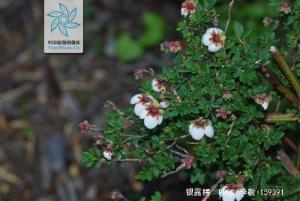 银露梅全株