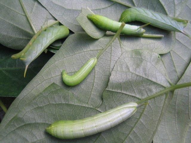 小豆长喙天蛾幼虫